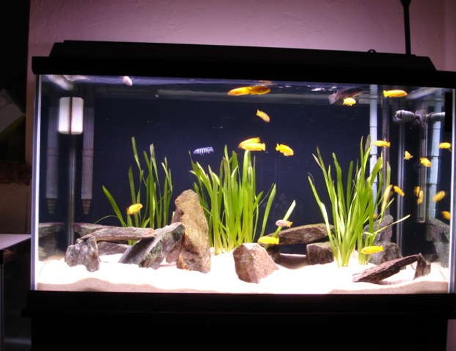 125 gallons freshwater fish tank (mostly fish and non-living decorations) - 58 gallon saulosi species tank