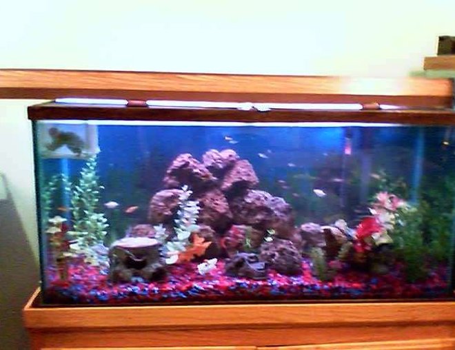 75 gallons freshwater fish tank (mostly fish and non-living decorations) - ONE OF THE FEW TANKS I HAVE PICTURES OF.