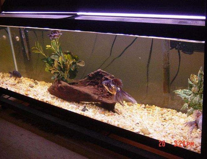 freshwater fish tank (mostly fish and non-living decorations) - 40 gallon All-Glass tank. Aquaclear 70 and 50 HOB filters. 48" strip light.