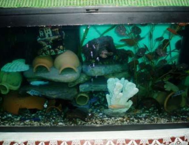 70 gallons freshwater fish tank (mostly fish and non-living decorations) - cichlides malawi