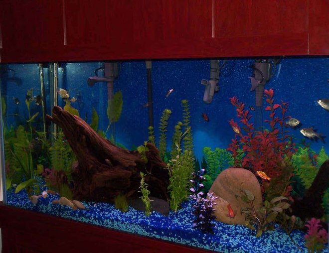 90 gallons freshwater fish tank (mostly fish and non-living decorations) - My first tank, lots of fun!  90 Gal, gauramis, barbs, parrots, catfish, alage eater, sharks.  Driftwood from the Hudson River, river rocks, some live plant and some silk.