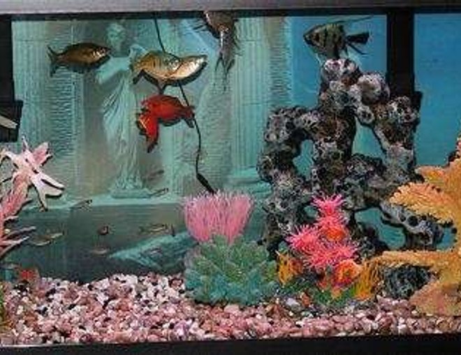 75 gallons freshwater fish tank (mostly fish and non-living decorations) - "Fantasy Saltwater" with Fresh Fish!  75 gallon community