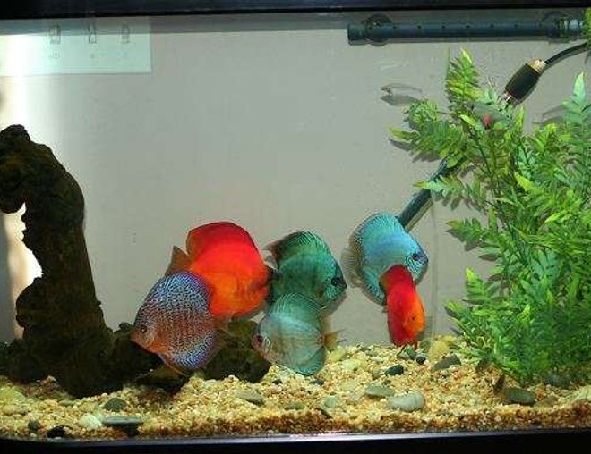 75 gallons freshwater fish tank (mostly fish and non-living decorations) - Discus Tank - 60gal