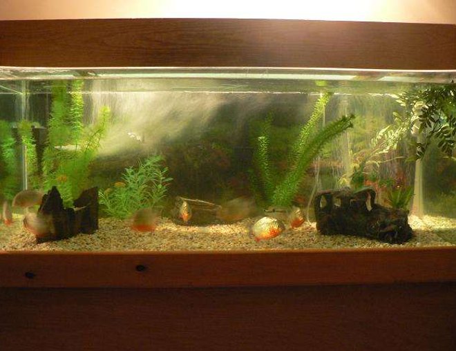 70 gallons freshwater fish tank (mostly fish and non-living decorations) - my 70gal