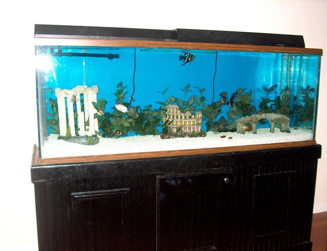 150 gallons freshwater fish tank (mostly fish and non-living decorations) - Taken after moving to new house.