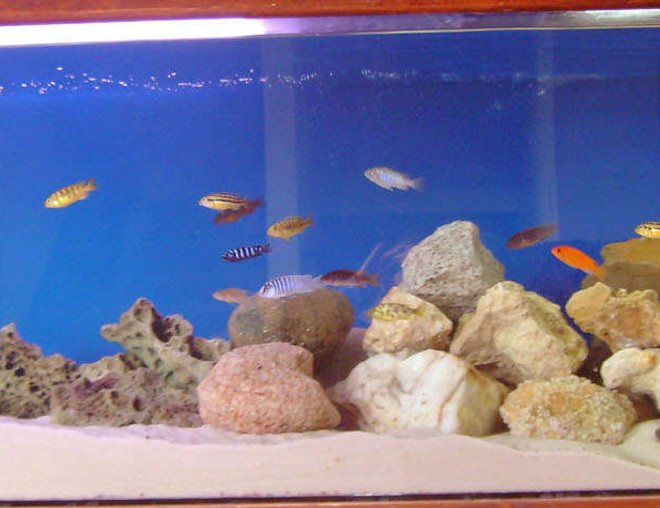 125 gallons freshwater fish tank (mostly fish and non-living decorations) - my tank