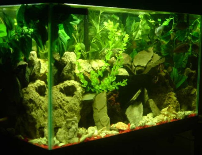 freshwater fish tank (mostly fish and non-living decorations) - My 29 gal Cichlid & Barb Tank 8-Fish at time of pic You can see the Tiger Barb Gang. Center Right in the pic.