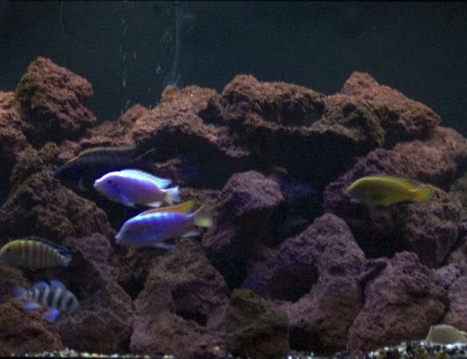125 gallons freshwater fish tank (mostly fish and non-living decorations) - 125 Gal African Cichlid tank
