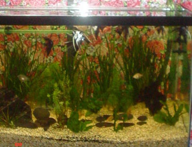 16 gallons freshwater fish tank (mostly fish and non-living decorations) - Pterophyllum Scalare (Locally Bred)

All in a 36 x 18 x 21 Tank.