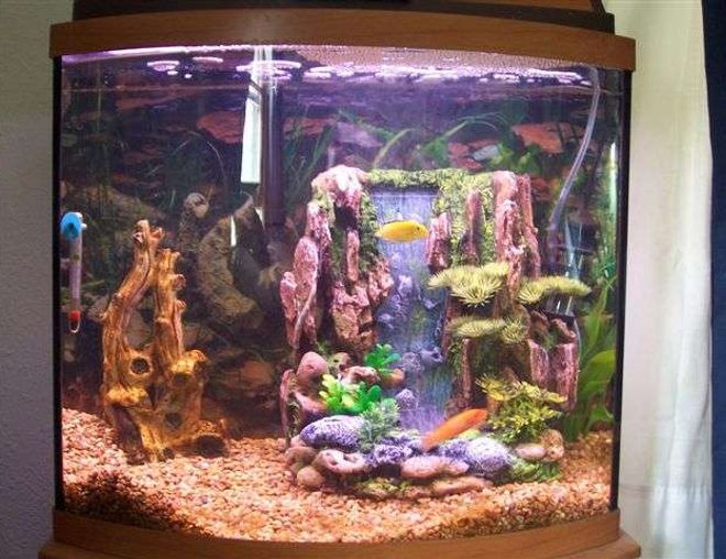 125 gallons freshwater fish tank (mostly fish and non-living decorations) - My 16gal freshwater w/t 2 cichlids.
