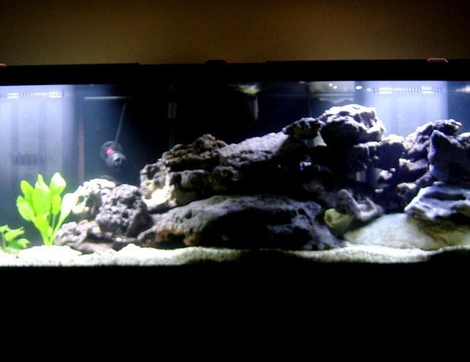 125 gallons freshwater fish tank (mostly fish and non-living decorations) - My 125 gallon cichlid tank.  It contains 2 ruby red peacocks, red top zebra, 2 johannis, crenicichla proteus, and a pleco.  The tank is still under construction, so more fish will be coming and going.