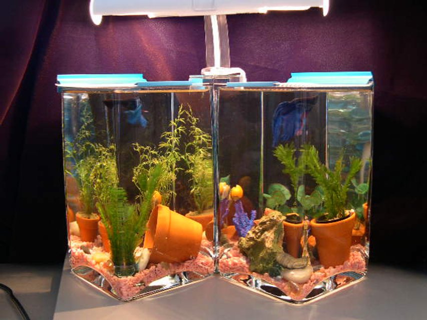 Rated #2644: Freshwater Fish Tank - betta 'tanks' - 1 gal each