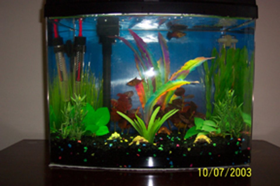 Rated #3947: Freshwater Fish Tank