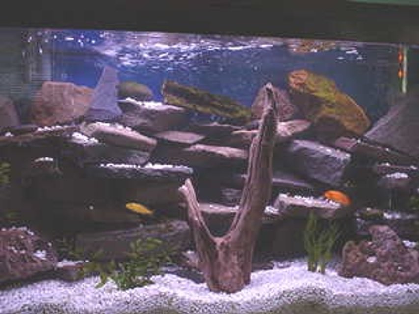 Rated #1213: 33 Gallons Freshwater Fish Tank - I love Chiclid tanks, espescially ones that are heavly planted and have numerouse rock outcrops and caves.