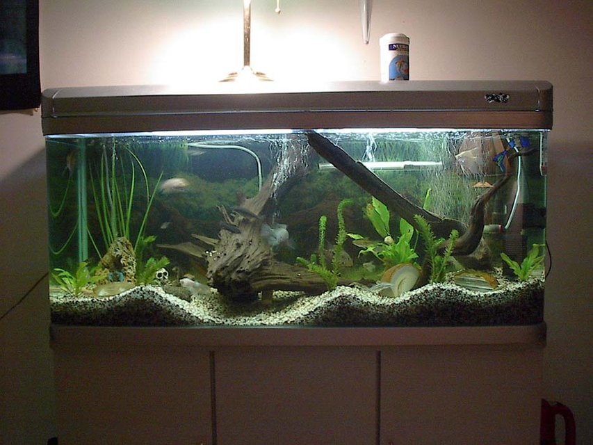 Rated #1088: Freshwater Fish Tank - I am a novice fish keep. I am on my second tank. Only been a hobby for 1.5 years, but it is cool.