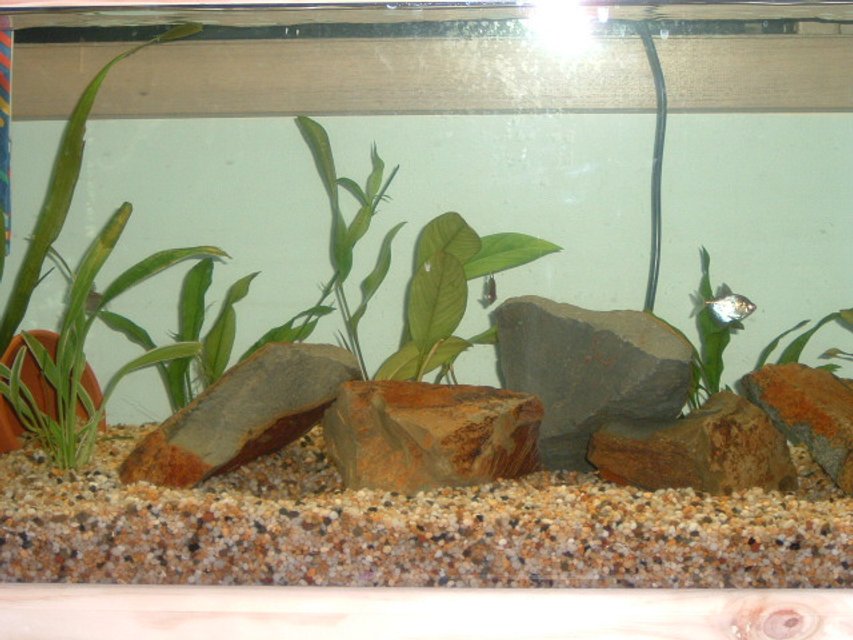 Rated #3959: Freshwater Fish Tank