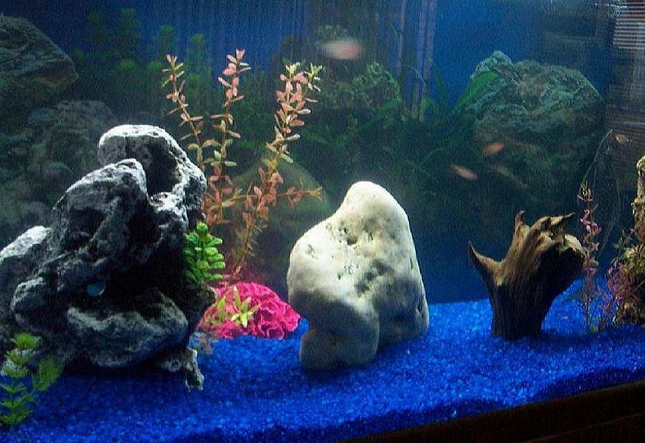 Rated #3470: Freshwater Fish Tank