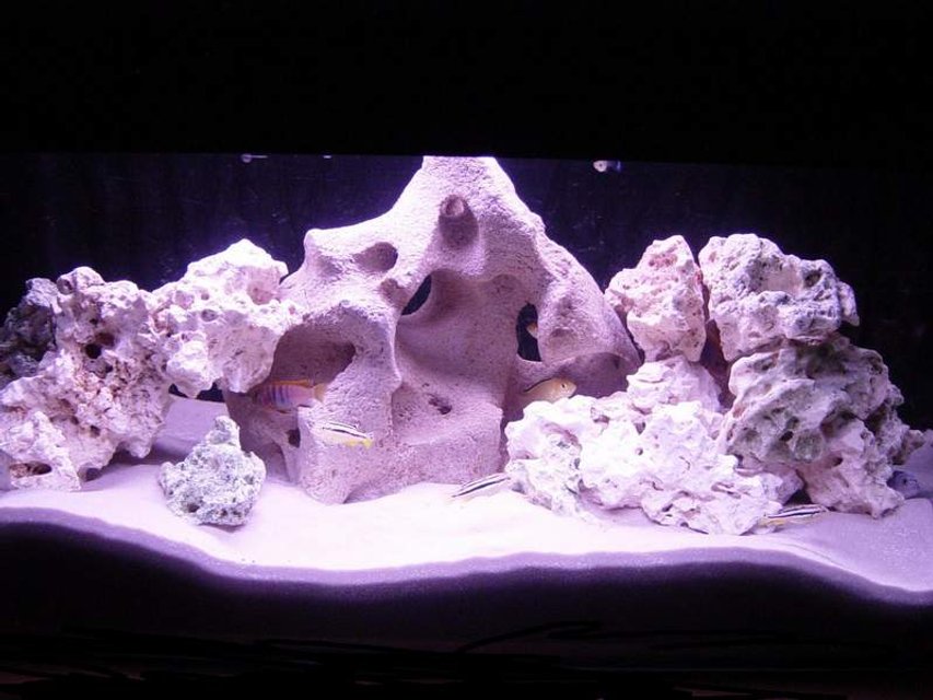 Rated #1653: Freshwater Fish Tank