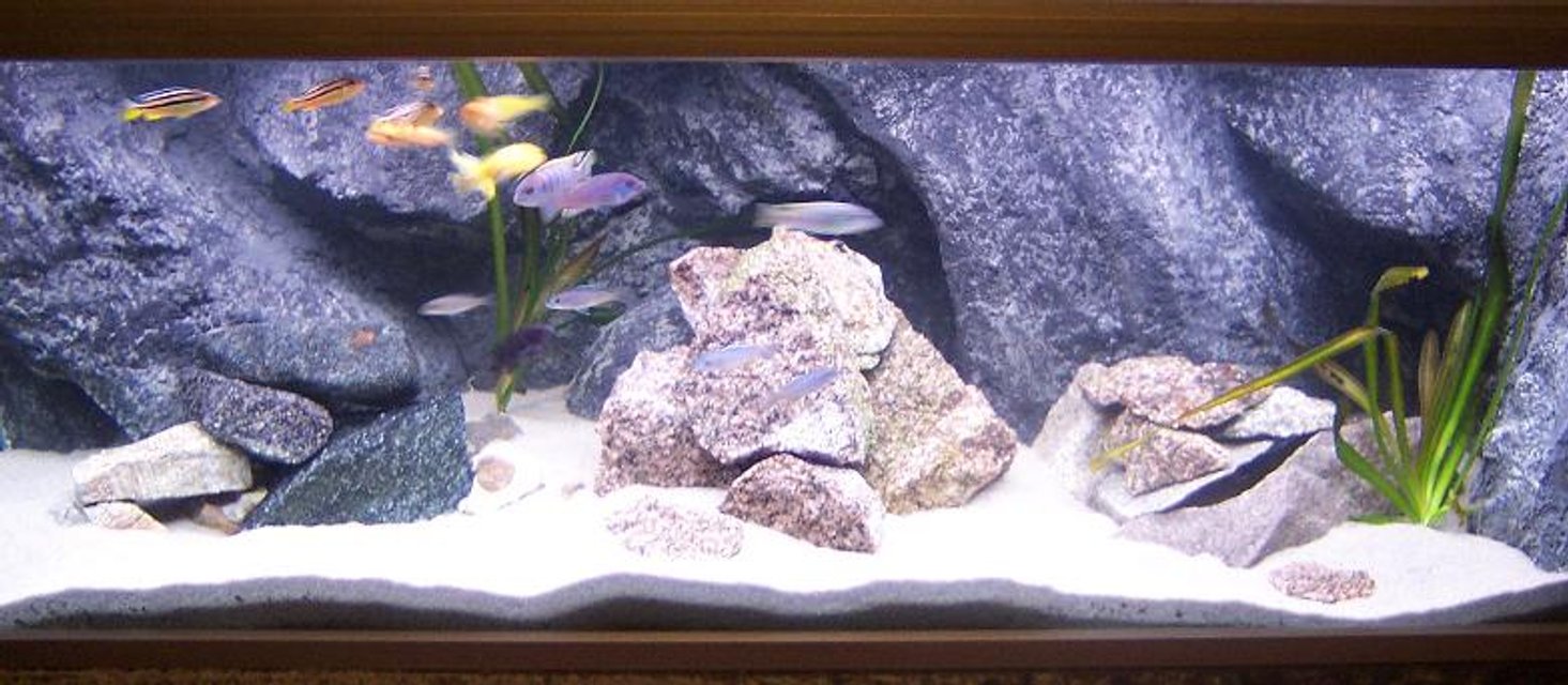 Rated #796: Freshwater Fish Tank - My 325 l Malawi tank, with homemade background....!