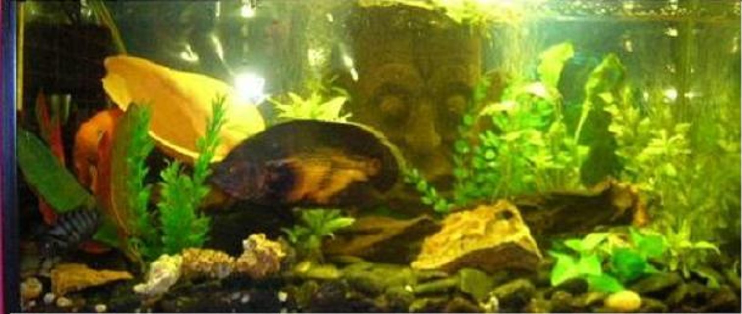 Rated #3478: Freshwater Fish Tank