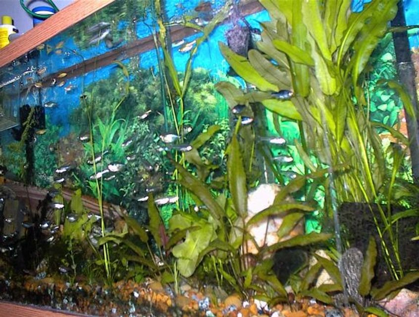 Rated #3268: Freshwater Fish Tank - Hobbies: Stuff, websites, HTML, JAVA, LAN,Powers of the mind, Lost knowledge, more stuff, and then some other stuff, i wish i could tell ya but then id have to kill ya!