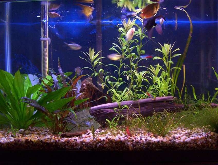 Rated #2204: Freshwater Fish Tank - 29 Gal freshwater
