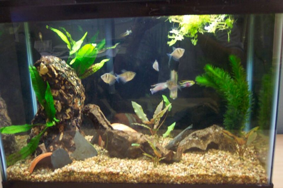 Rated #2958: Freshwater Fish Tank - Fish tank at work w/
2 Zebra Danio (Brachydanio Rerio) 
2 kribensis (Pelvicachromis Pulcher) 
2 Ottos (Otocinclus affinus)
5 Black Skirt Tetra (Gymnocorymbus ternetzi) 
2 Java Ferns (Microsorium pteropus) on pillar rock
1 crypt (Cryptocoryne wendtii) 
3 crypt (Cryptocoryne Affiniss) (one orginal split into 3) 
1 water sprite (Ceratopteris pteridioides) floating
1 Anacaris bunch (Elodea canadensis
