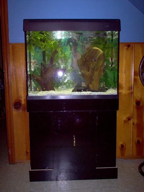 Rated #3290: Freshwater Fish Tank