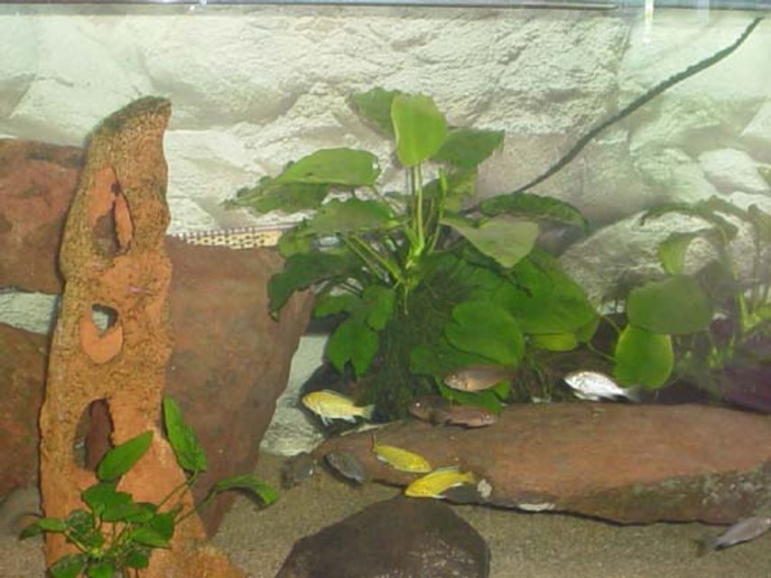 Rated #3275: Freshwater Fish Tank - my malawi cichlid tank