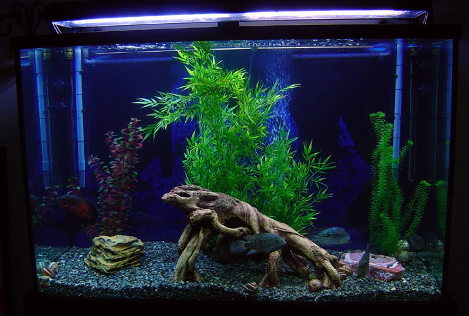 Rated #2042: Freshwater Fish Tank - This is my 110 gallon tall tank. The plants are FAKE, not because I dont like real ones, but because my large fish would eat them up. The tank has: 1 6" Oscar, 1 6" Flowerhorn, 1 6" Green Terror, 1 6" Texas, 1 5" Jack Dempsey, 1 4" Firemouth and an 8" Sailfin Pleco.  It's filtered by a pair of XP3 Canisters.