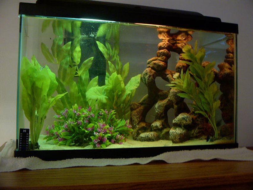 Rated #1585: Freshwater Fish Tank - 10 gallon with 3 tetras, 2 glass fish, 2 cories, and 2 upside down cats.
