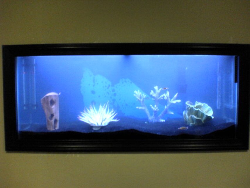 Rated #3916: 55 Gallons Freshwater Fish Tank - My new fish tank in my wall installed by yours truley...Any suggestions are welcome