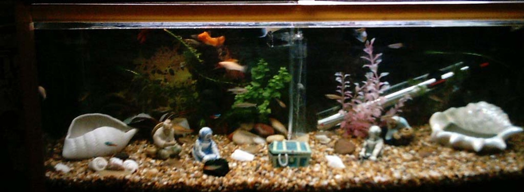 Rated #3571: 25 Gallons Freshwater Fish Tank - im new to this but i would like to customise it as much as possible but still make it unique spacious and bright