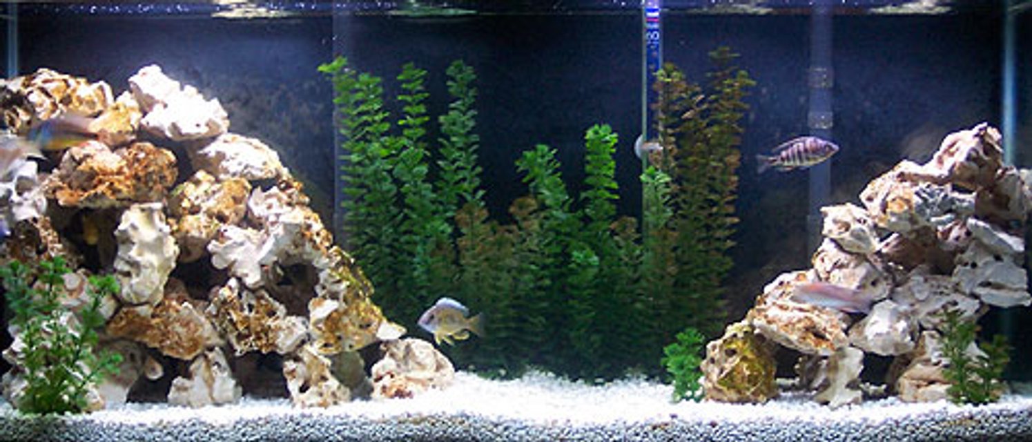Rated #803: 55 Gallons Freshwater Fish Tank - my cichlid tank