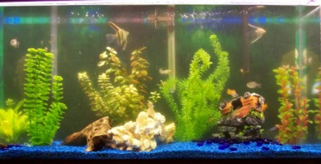 Rated #3553: 38 Gallons Freshwater Fish Tank - My 38 gal tank with 24 fish and a couple of plants some fake tell me what you think.