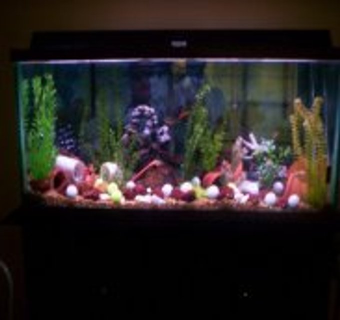 Rated #3756: 75 Gallons Freshwater Fish Tank - My 75 Gallon