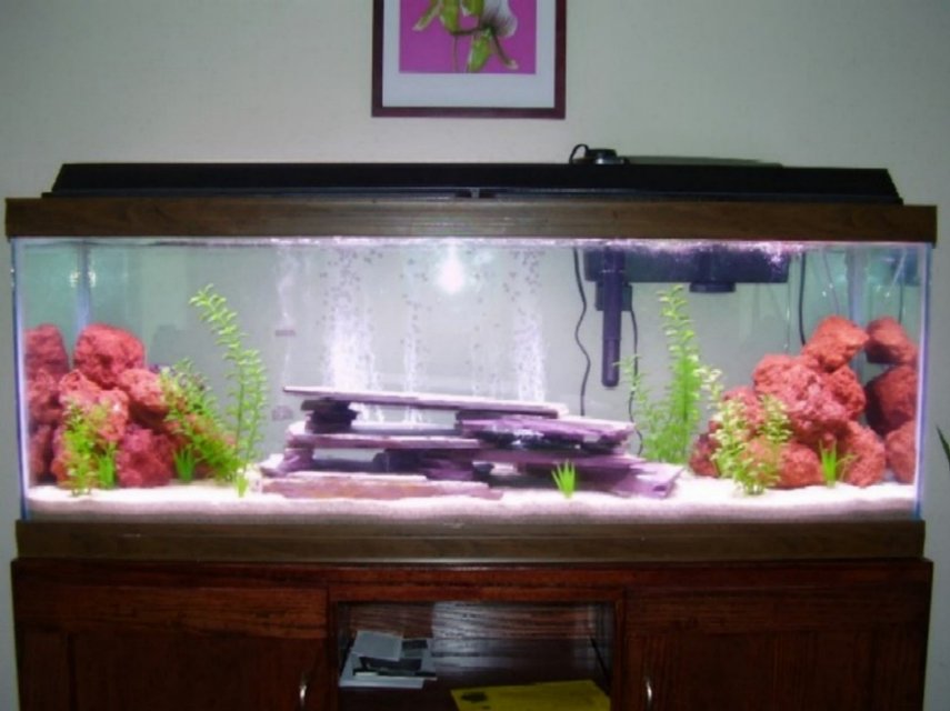 Rated #3401: 55 Gallons Freshwater Fish Tank - See Profile