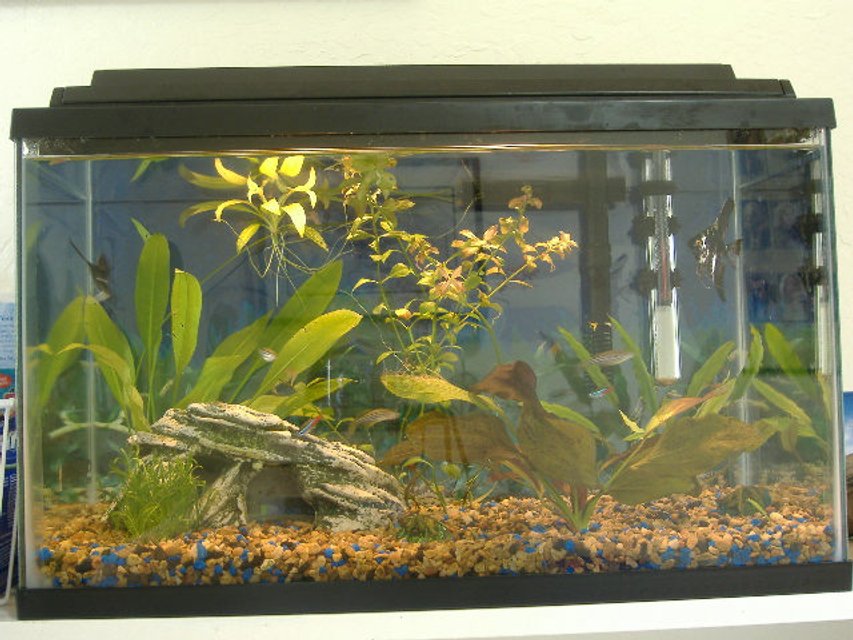 Rated #3621: 10 Gallons Freshwater Fish Tank - 10 gal tank, 2 angelfish, 3 neons, 3 danios, 1 pleco