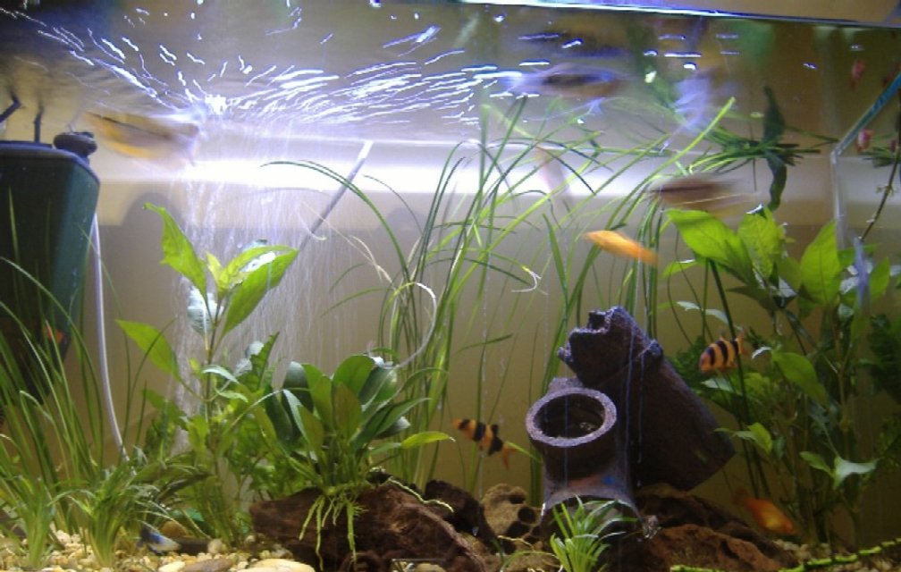 Rated #2795: 100 Gallons Freshwater Fish Tank - --------