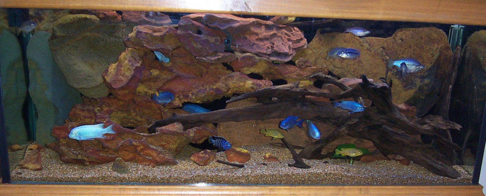 Rated #890: Freshwater Fish Tank - 4ft 120 litre tank. mainly cichlids with some Australian native rainbows thrown in which seem to get along with the cichlids just fine.I like LOW MAINTENANCE tanks that still grab your attention (hence no plants!) and there are some GREAT tanks on this site that meet that criteria. Max out filtration for really happy tank. I'm running a fluval 304, 1200lph power head, eheim cannister filter + 16w UV sterilizer. I can't stop them breeding and coloring up so I guess they're happy. Cheers-