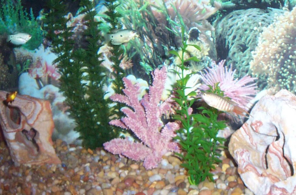 Rated #3673: 55 Gallons Freshwater Fish Tank - A 55-gallon, primarily gourami tank with 2 blue gouramis, 2 gold gouramis, 2 paradise gouramis, 2 opaline gouramis, and 2 sunset platys (for additional color).  Plan to add angels in the near future.