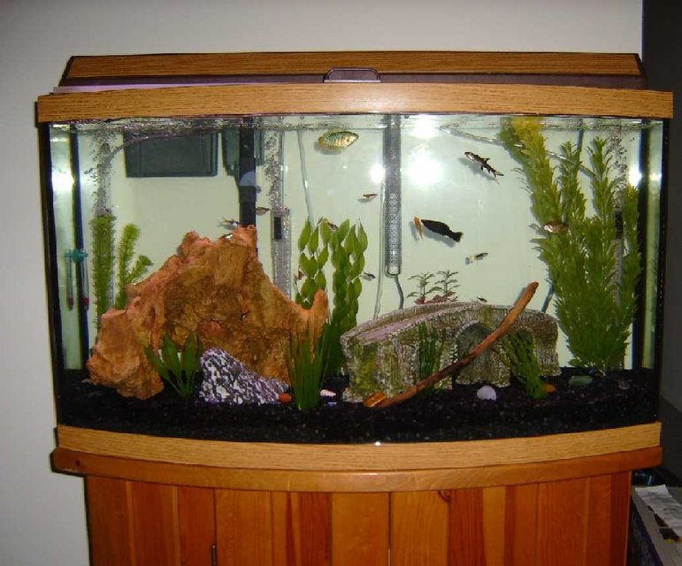 Rated #3242: 46 Gallons Freshwater Fish Tank - mmm