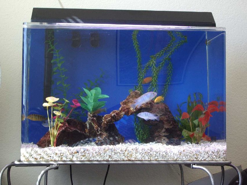 Rated #3665: 20 Gallons Freshwater Fish Tank - This is my 20 gal. Cichlid tank. It's home to eight Cichlids of six variety. There is one real plant the rest are fake. Enjoy!
