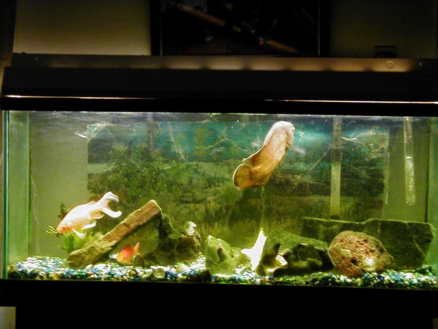 Rated #3670: 55 Gallons Freshwater Fish Tank - Ocsar Myers age 8yrs its his b-day