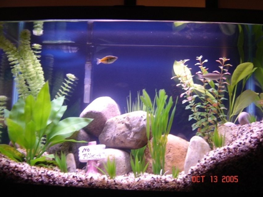 Rated #2087: 30 Gallons Freshwater Fish Tank - I like to create a somewhat real atmosphere similar to what the freshwater fish would encounter in a creek or stream.  1 gourami, 1 Danio, 1 Australian rainbow fish