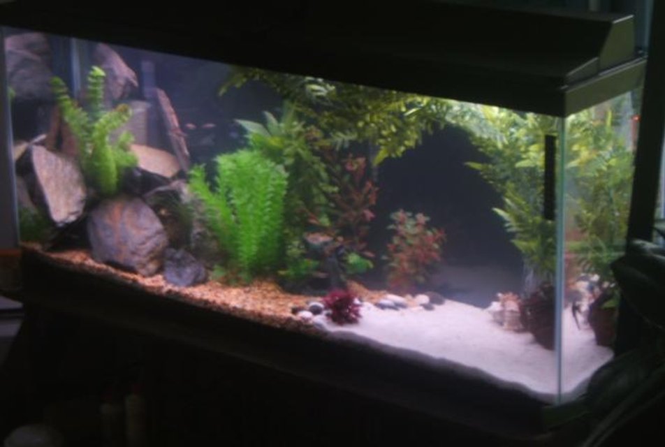 Rated #2880: 55 Gallons Freshwater Fish Tank - My 55 gallon comunity tank.

Includes, Severums, Parrot Cichlids, Angels, Multiple types of catfish, Loaches, Tetra's, teacup stingray and so much more