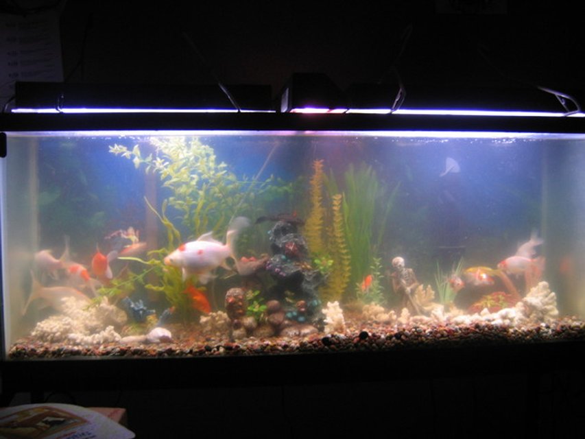 Rated #4176: 55 Gallons Freshwater Fish Tank - This one is a 55 gal that has rapidly growing GF.  This photo was taken last year.   It has a 8 inch lion head, a 10 inch chocolate fan tail, 3 comets @ 14 inches, and the various sized/typed  offspring of these fish. They are obviously happy if they spawn as much as they do!