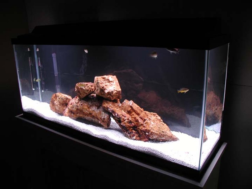 Rated #3339: 55 Gallons Freshwater Fish Tank - 55 gal,  homemade stand