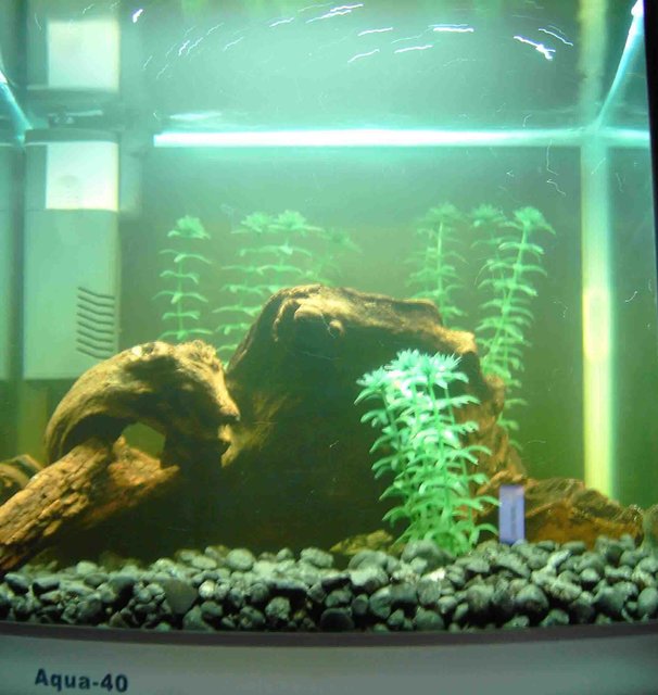 Rated #4103: 10 Gallons Freshwater Fish Tank - Bit of a shoddy pic, and all my fish are hiding!  Gives the jist though.  Please rate, and be honest...I'm new, so I'm looking for suggestions and advice.
