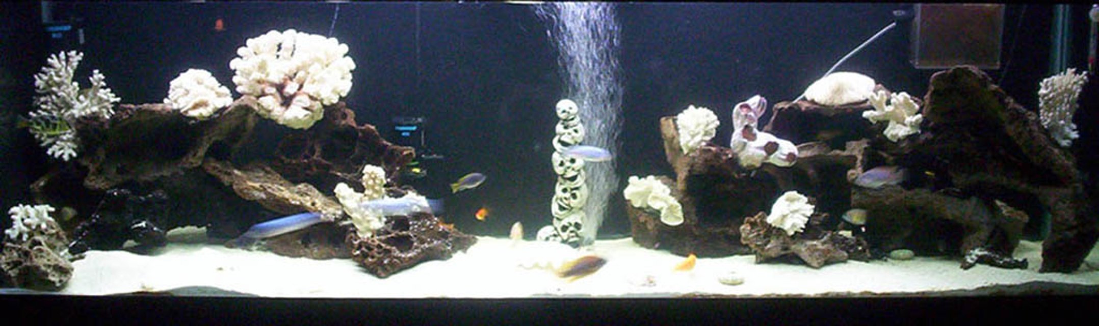 Rated #1039: Freshwater Fish Tank - 125 gallon cichlid tank/50 gal. wet/dry sump w/Mag-Drive 12 for return/PLEASE CRITIQUE!!!